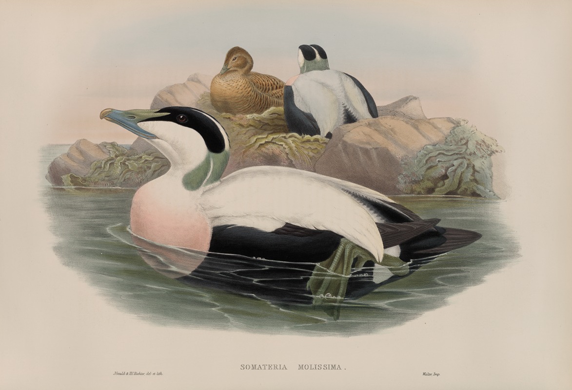 Somateria molissima by John Gould, 1862-1873 — digital art print download