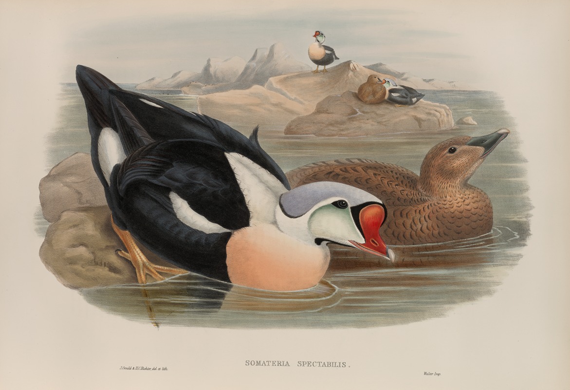 Somateria spectabilis. King Duck — John Gould