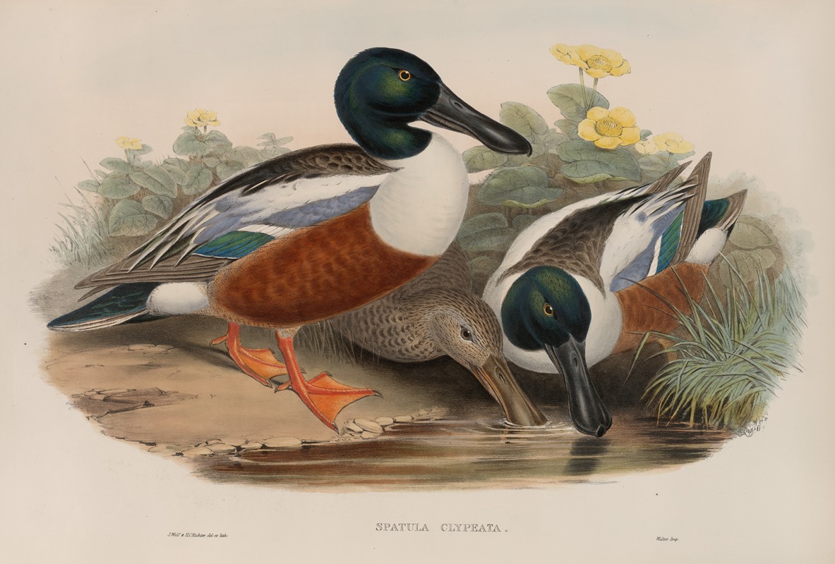 Spatula clypeata. Shoveller Duck. by John Gould, 1862-1873 — digital art print download
