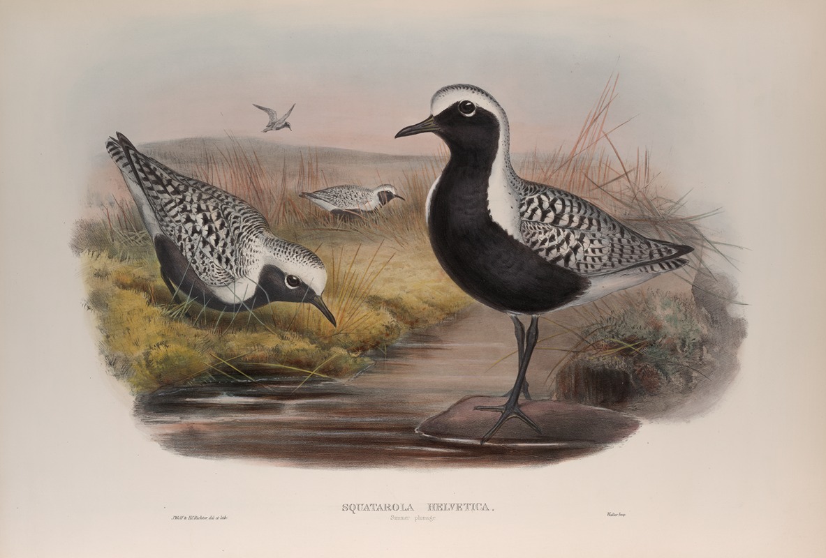 Squatarola helvetica by John Gould, 1862-1873 — digital art print download