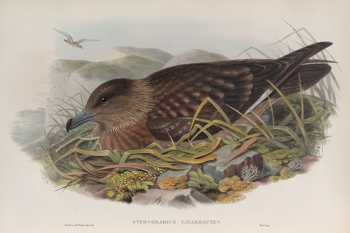 Stercorarius catarrhactes. Great Skua. — John Gould