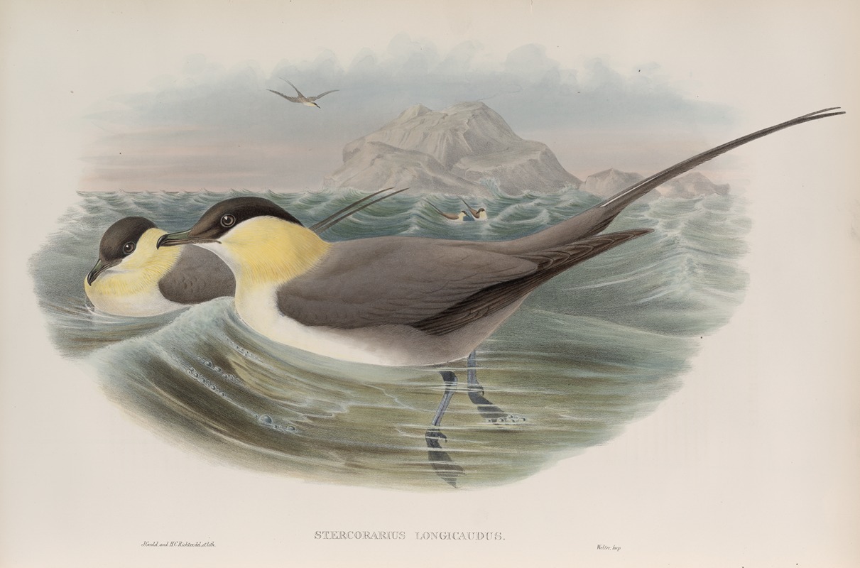 Stercorarius longicaudus. Long-tailed Skua. — John Gould