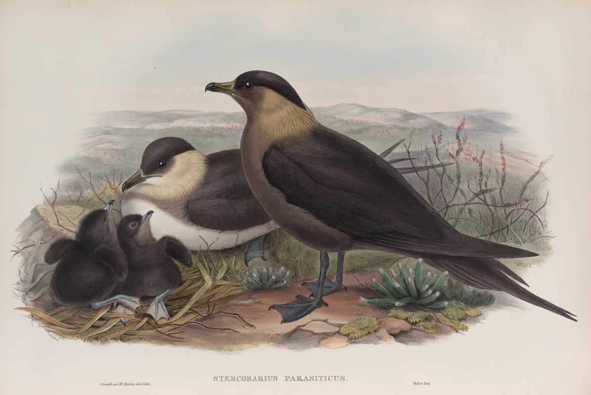 Stercorarius parasiticus. Arctic Skua. — John Gould