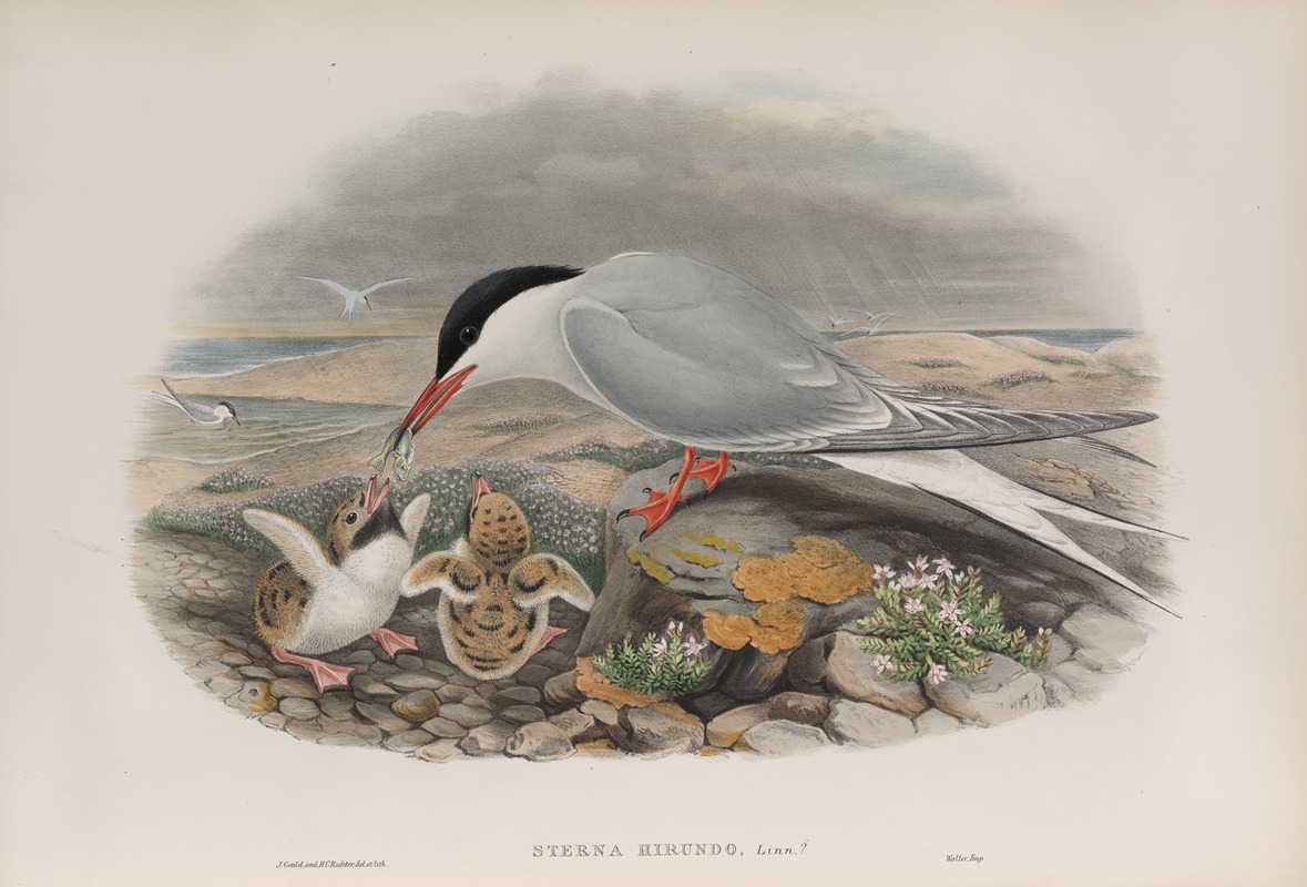 Sterna hirundo. Common Tern. by John Gould, 1862-1873 — digital art print download