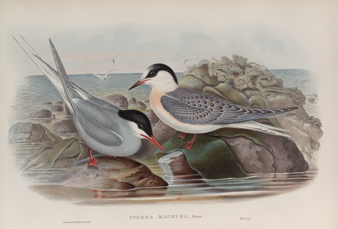 Sterna macrura. Arctic Tern. by John Gould, 1862-1873 — digital art print download