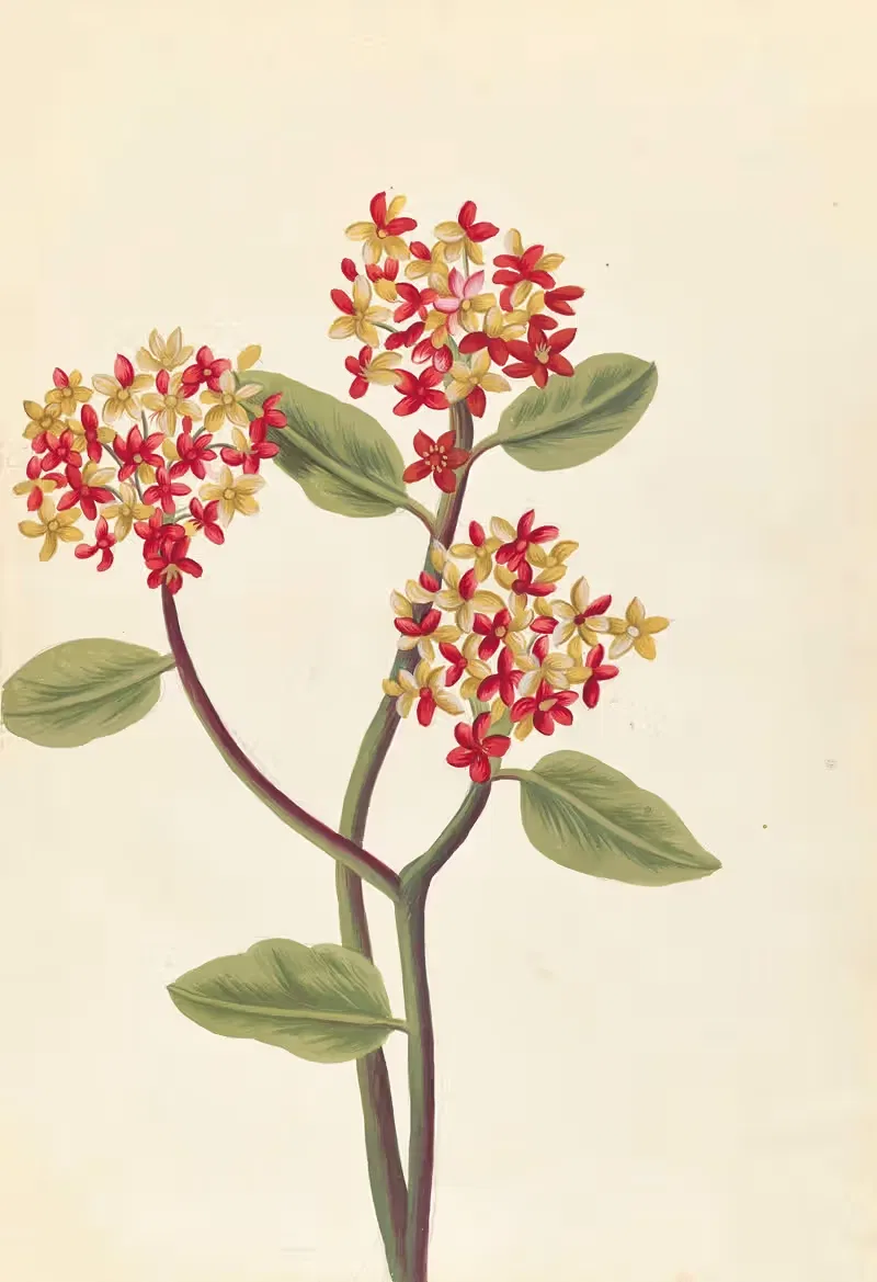 Plantes etrang par Aubriet Pl.066 — Claude Aubriet