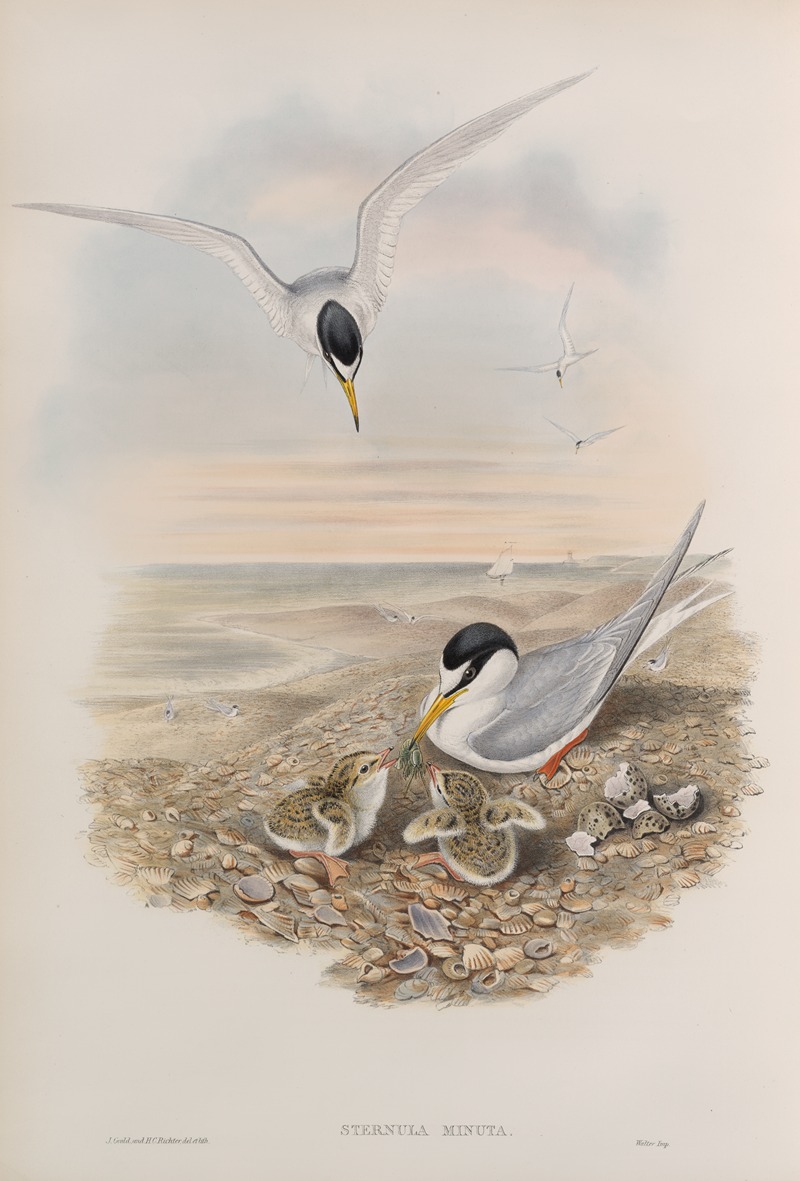Sternula minuta. Little Tern. by John Gould, 1862-1873 — digital art print download