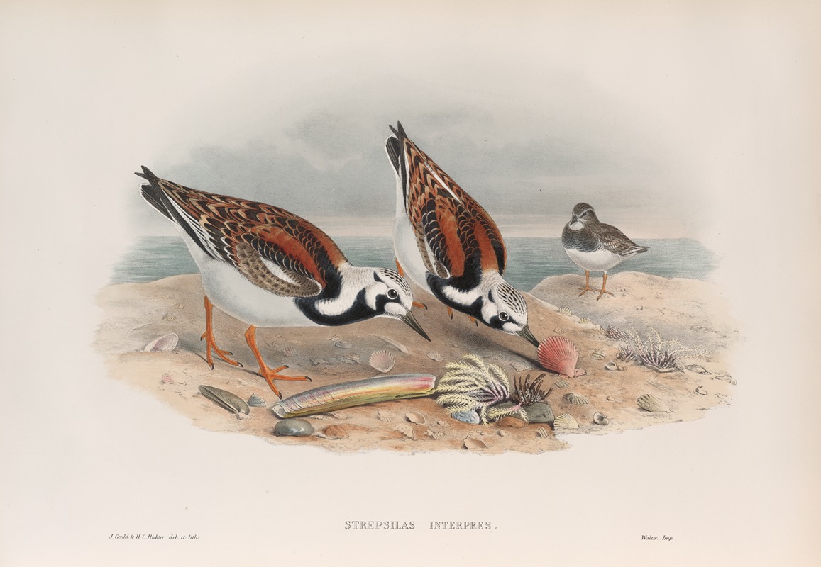 Strepsilas interpres. Turnstone by John Gould, 1862-1873 — digital art print download