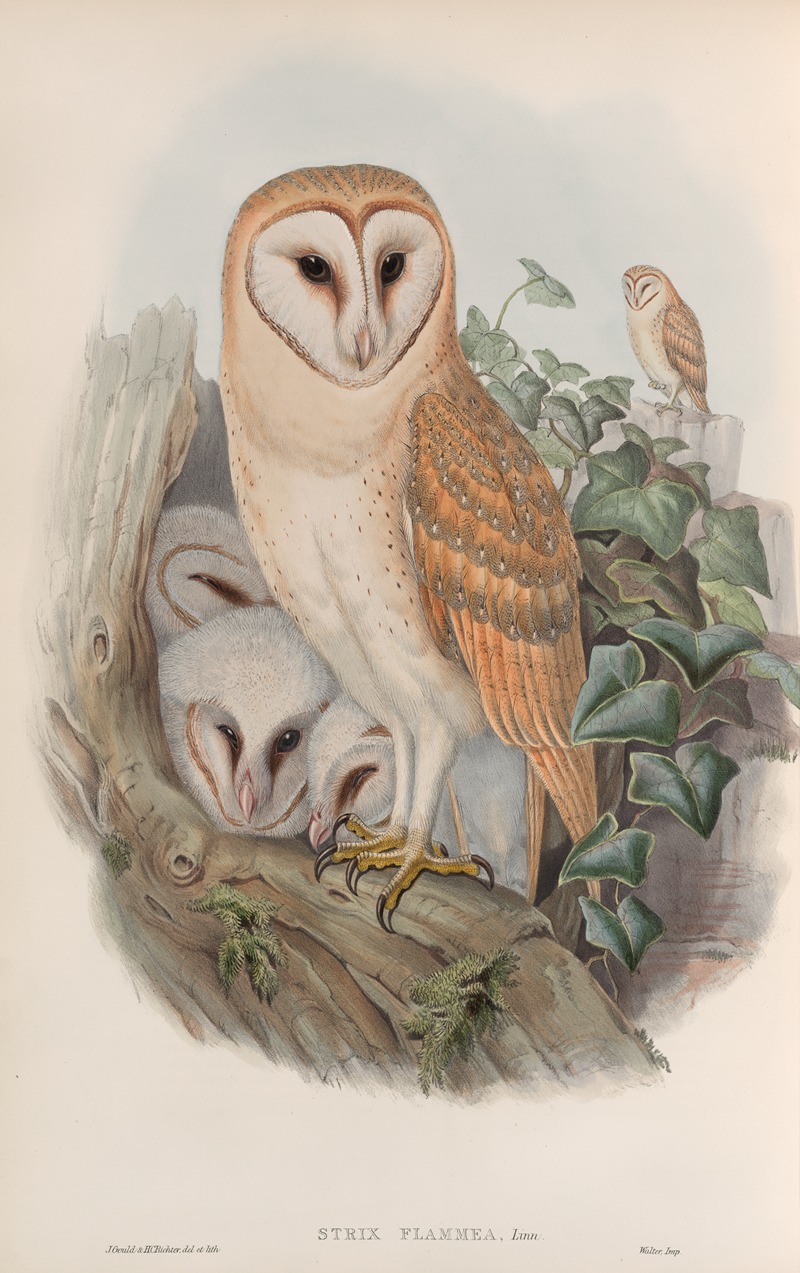 Strix flammea. Barn-Owl. by John Gould, 1862-1873 — digital art print download