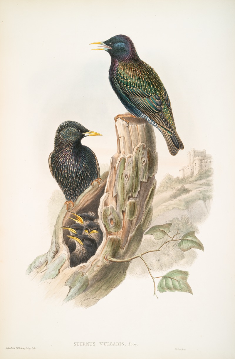 Sturnus vulgaris. Starling. — John Gould