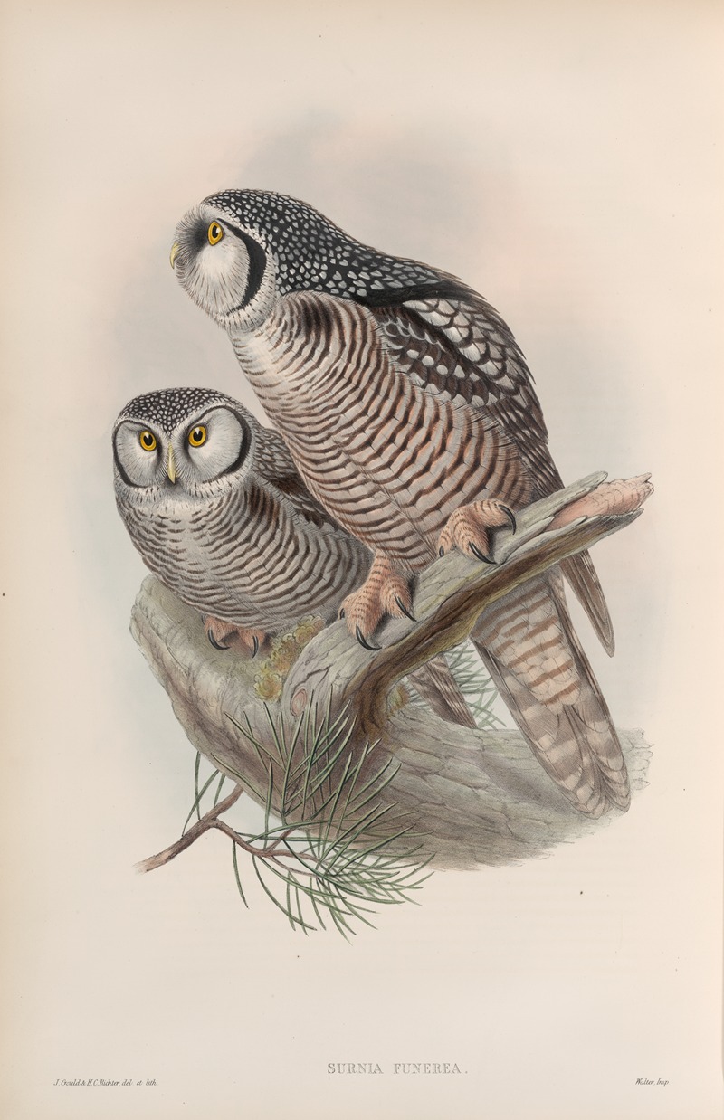Surnia funerea. Hawk Owl. by John Gould, 1862-1873 — digital art print download