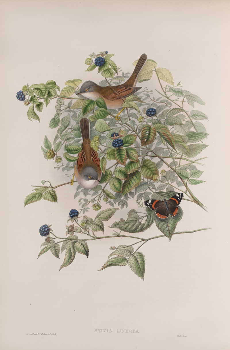 Sylvia cinerea. Whitethroat. by John Gould, 1862-1873 — digital art print download