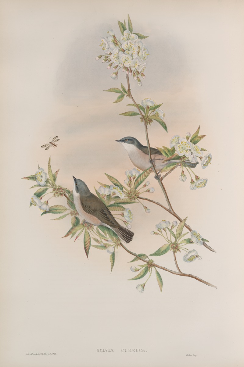 Sylvia curruca. Lesser Whitethroat. by John Gould, 1862-1873 — digital art print download