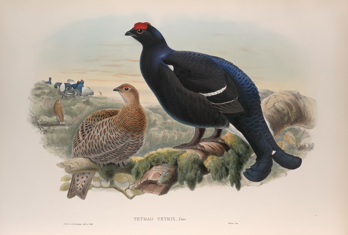 Tetrao tetrix. Blackcock. by John Gould, 1862-1873 — digital art print download