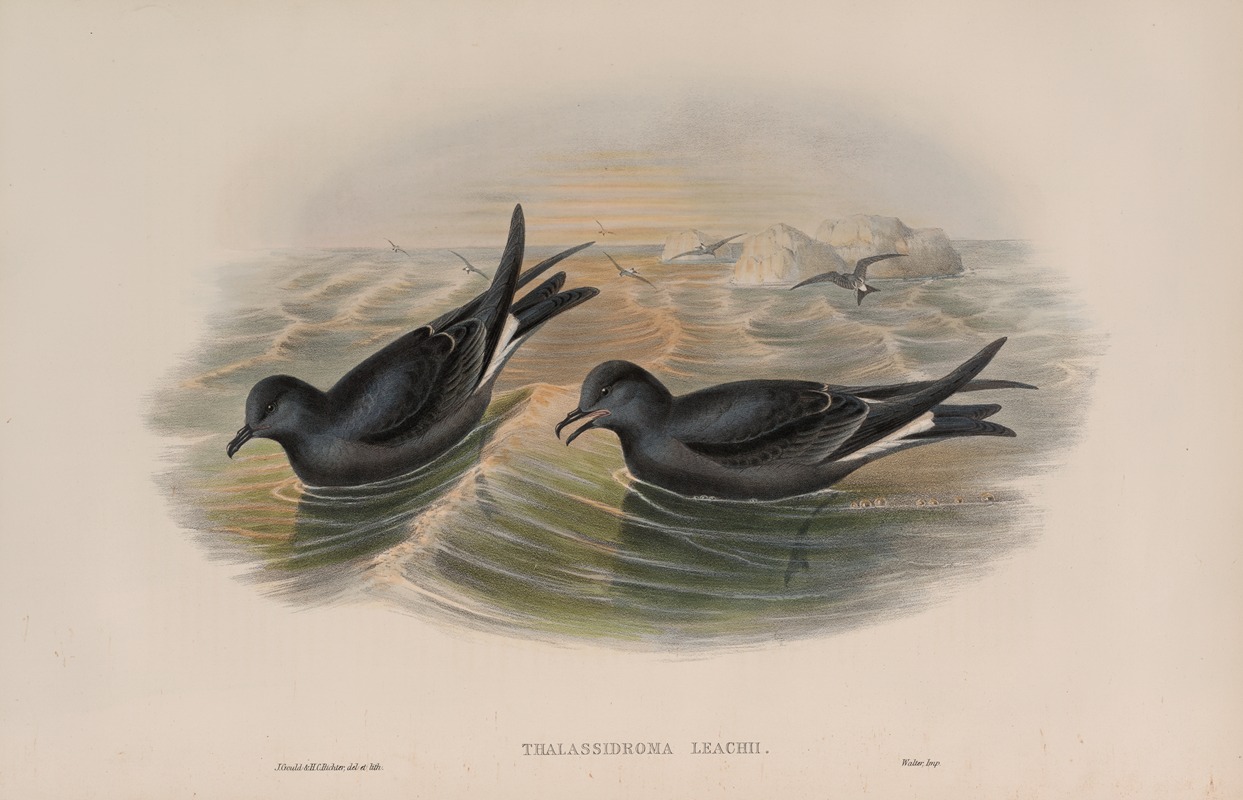 Thalassidroma Leachii. Forked-tailed Storm-Petrel. — John Gould