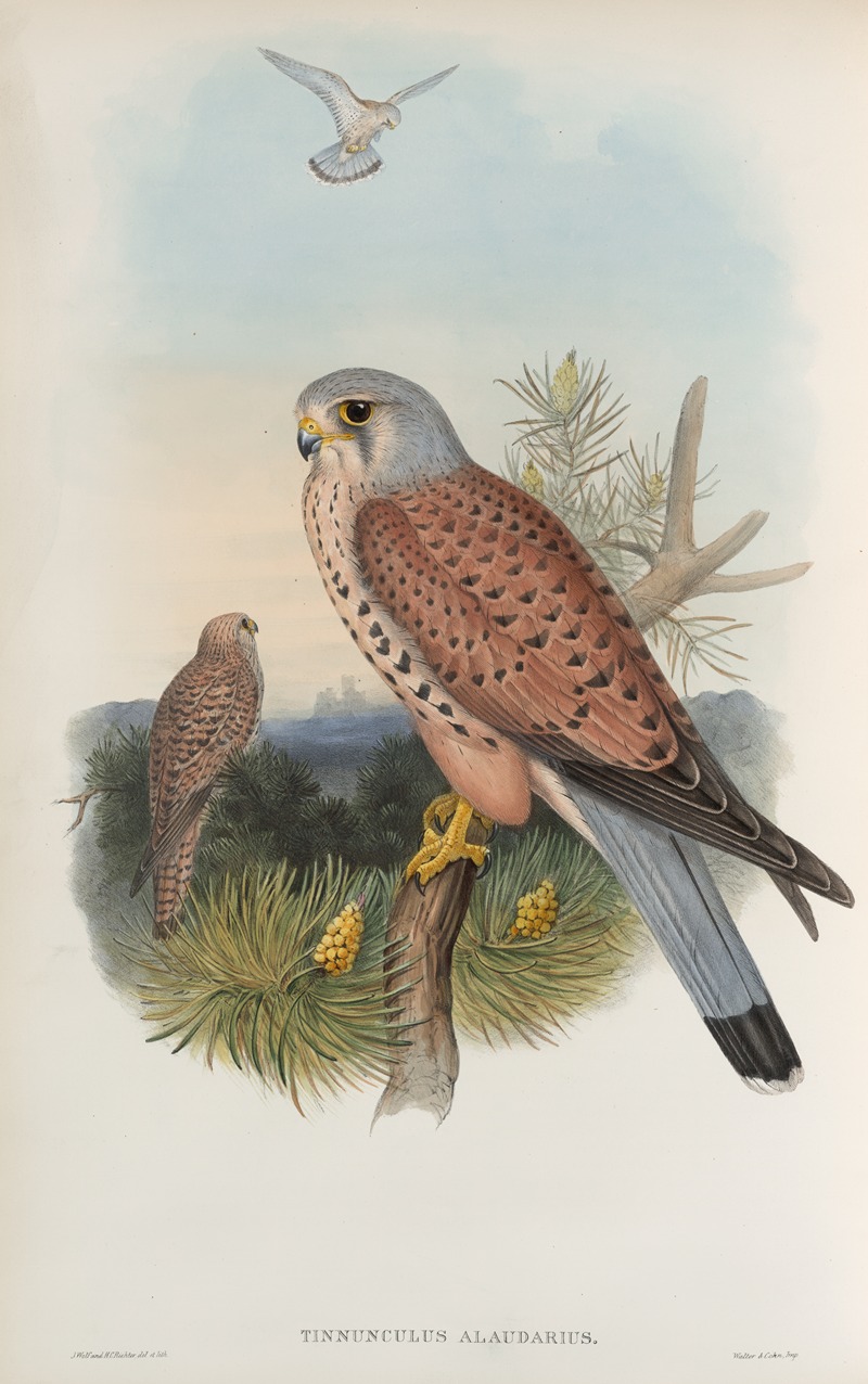Tinnunculus alaudarius. Kestrel. by John Gould, 1862-1873 — digital art print download