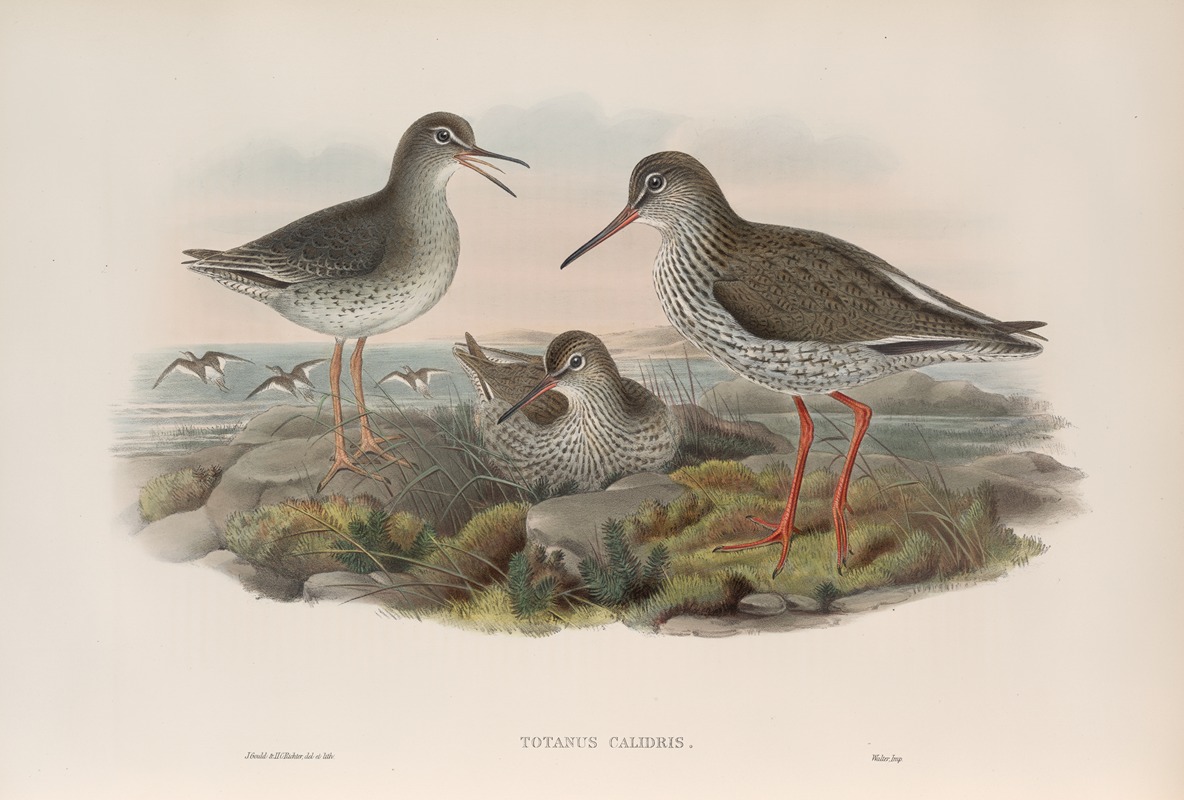 Totanus calidris. Redshank. by John Gould, 1862-1873 — digital art print download