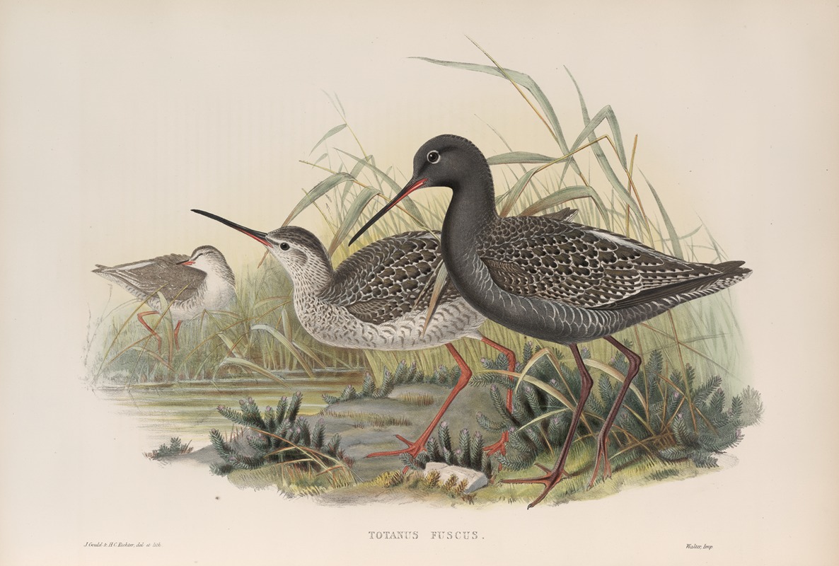 Totanus fuscus. Spotted Redshank. by John Gould, 1862-1873 — digital art print download