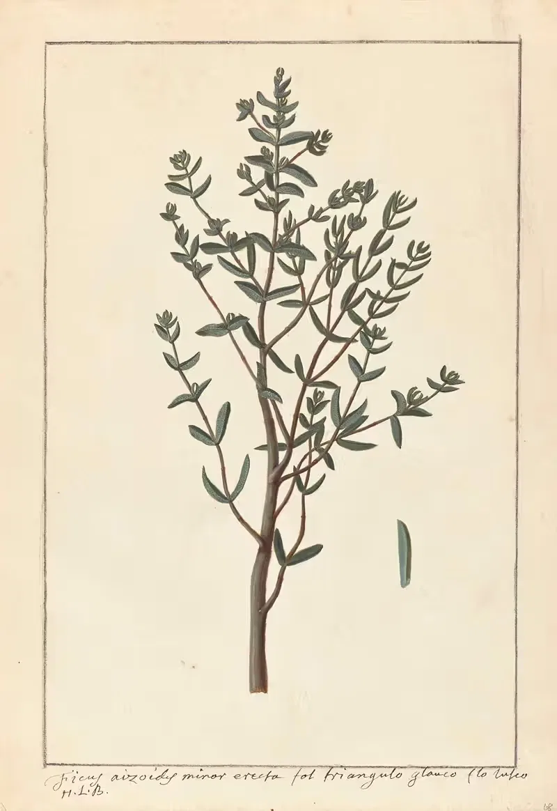 Plantes etrang par Aubriet Pl.068 — Claude Aubriet