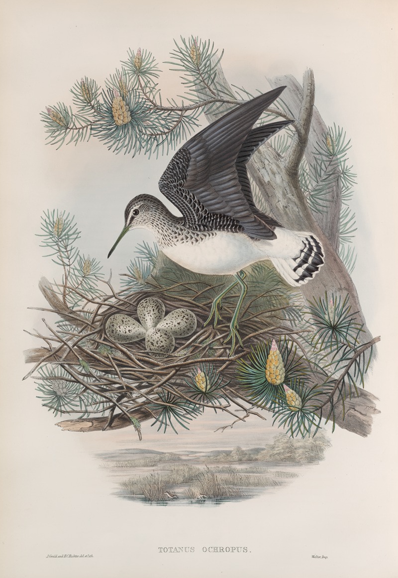 Totanus ochropus. Green Sandpiper. by John Gould, 1862-1873 — digital art print download