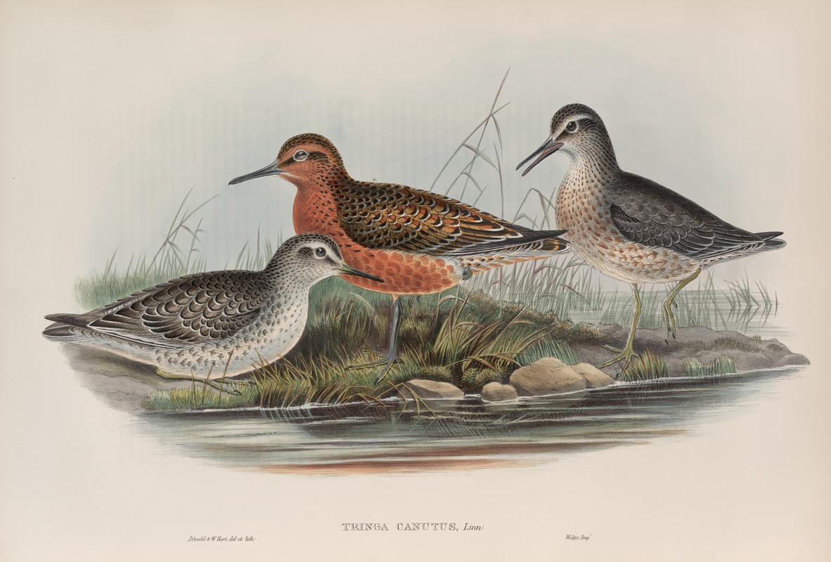 Tringa canutus. Knot. by John Gould, 1862-1873 — digital art print download