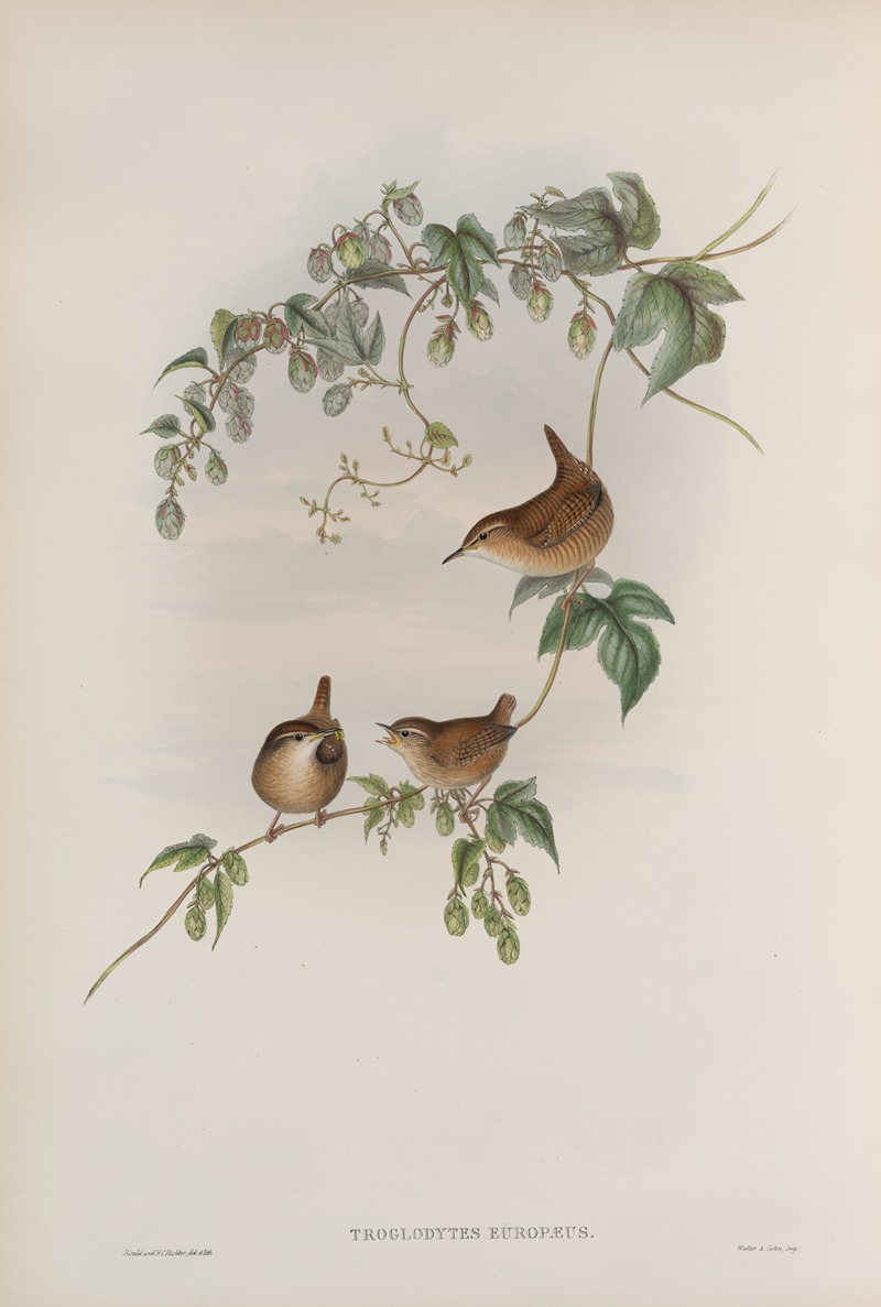 Troglodytes europæus. Common Wren. — John Gould