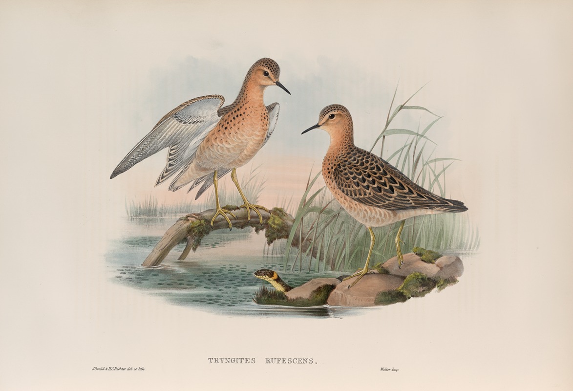 Tryngites rufescens. Buff-breasted Sandpiper. by John Gould, 1862-1873 — digital art print download