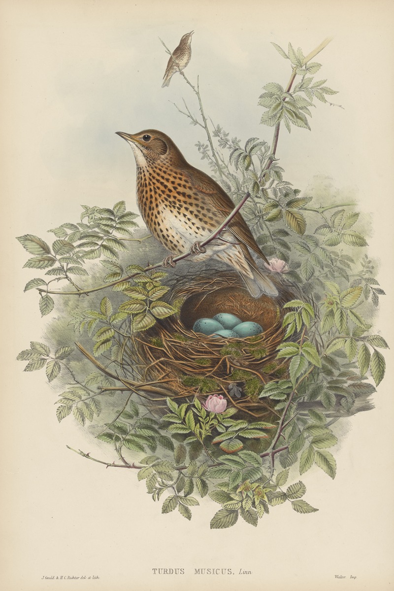 Turdus musicus. Thrush. by John Gould, 1862-1873 — digital art print download