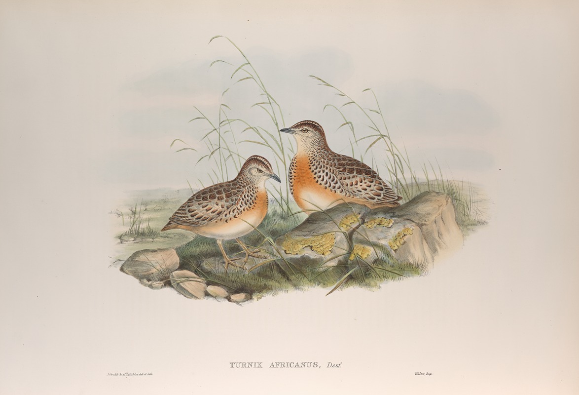 Turnix africanus. Andalusian Turnix. — John Gould
