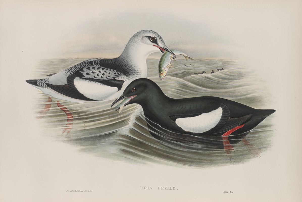 Uria grylle. Black Guillemot. — John Gould
