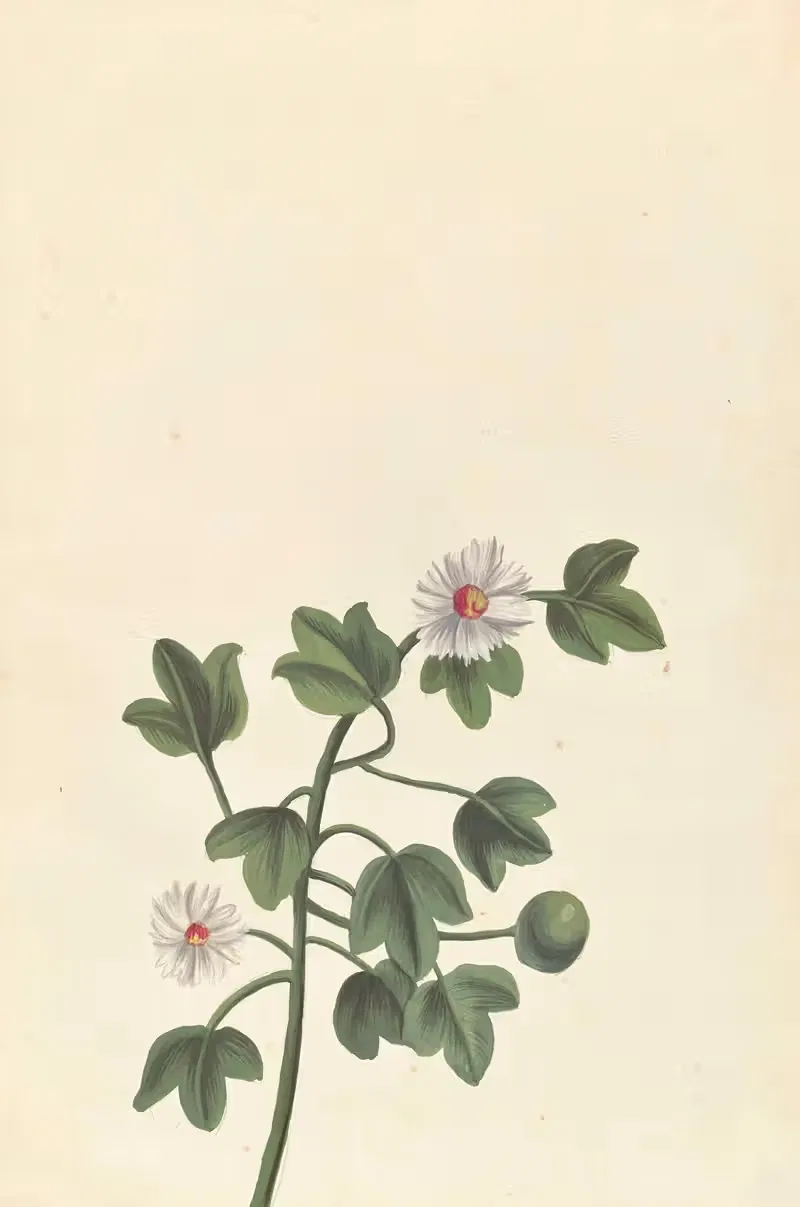 Plantes etrang par Aubriet Pl.069 — Claude Aubriet