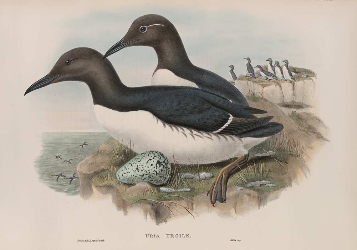 Uria troile. Common Guillemot. by John Gould, 1862-1873 — digital art print download