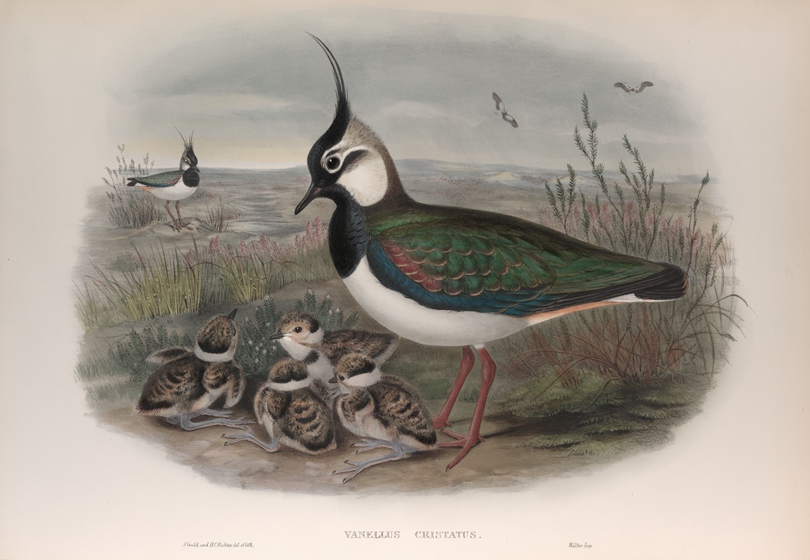 Vanellus cristatus. by John Gould, 1862-1873 — digital art print download