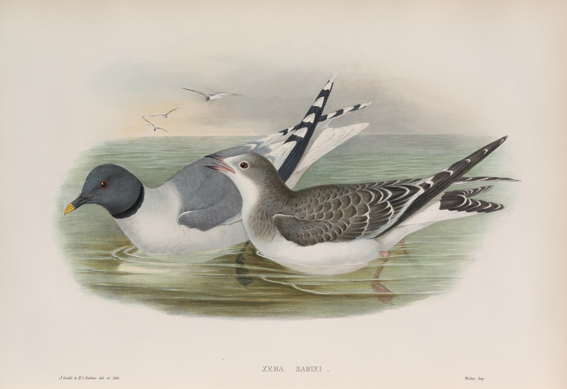 Xema Sabini. Sabine's Gull. by John Gould, 1862-1873 — digital art print download