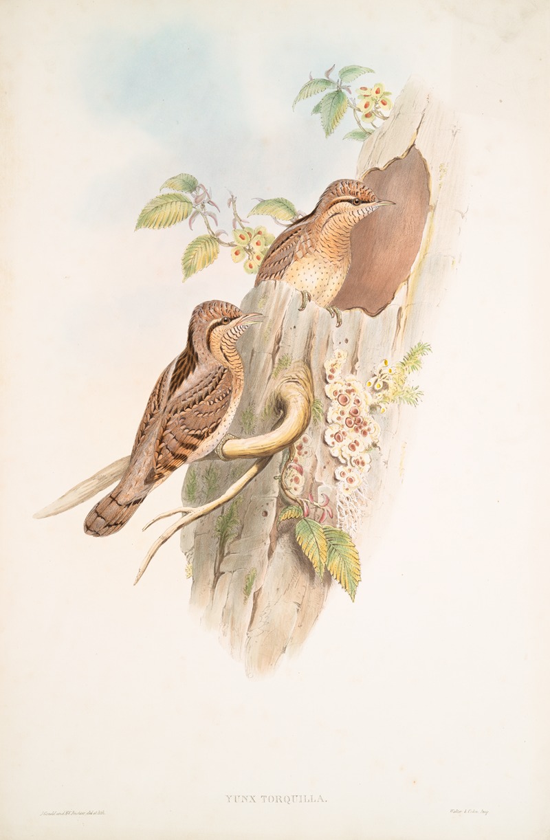 Yunx torquilla. Wryneck. by John Gould, 1862-1873 — digital art print download