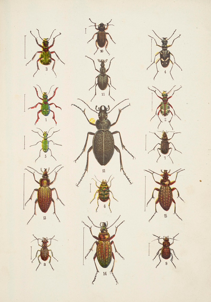 Chrząszcze (Beetles) Pl.01 by Kazimierz Kulwieć, 1926 — digital art print download