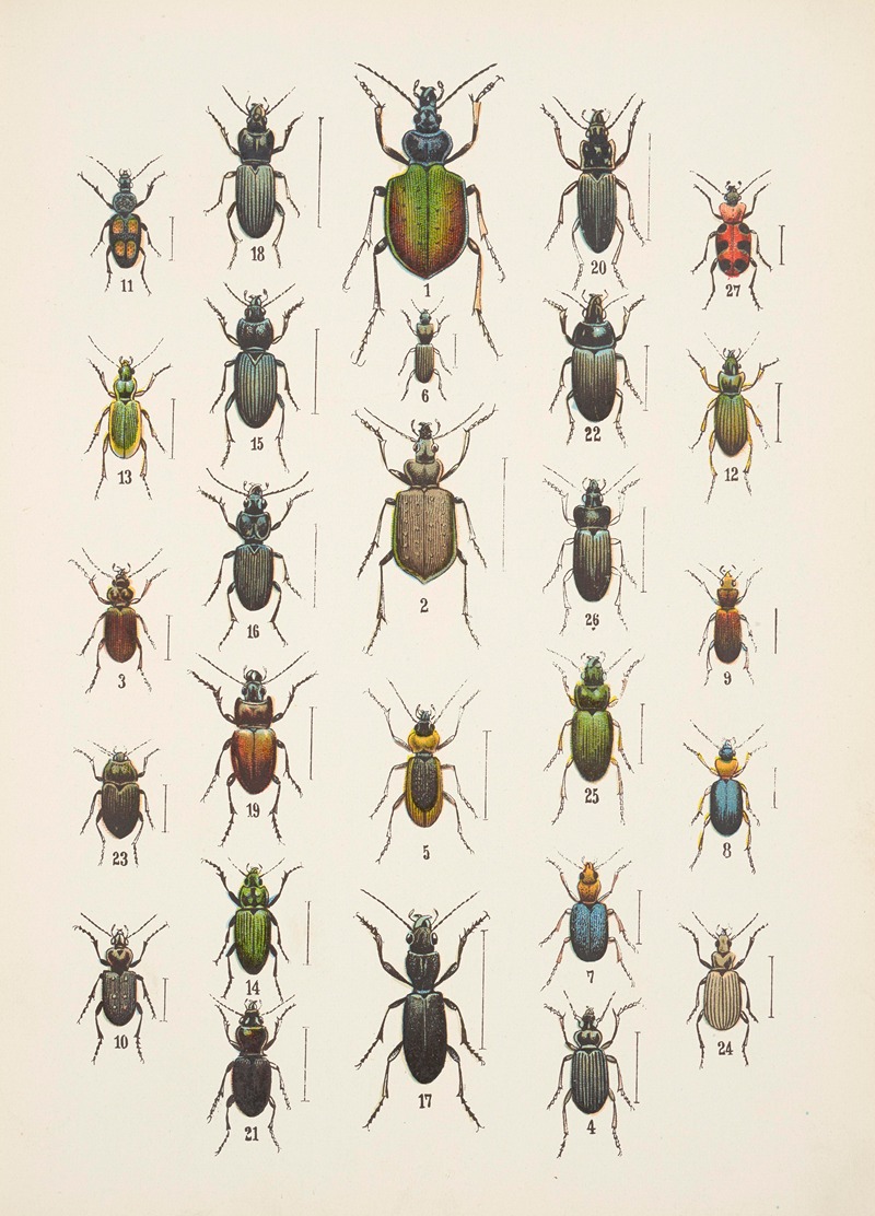 Chrząszcze (Beetles) Pl.03 by Kazimierz Kulwieć, 1926 — digital art print download