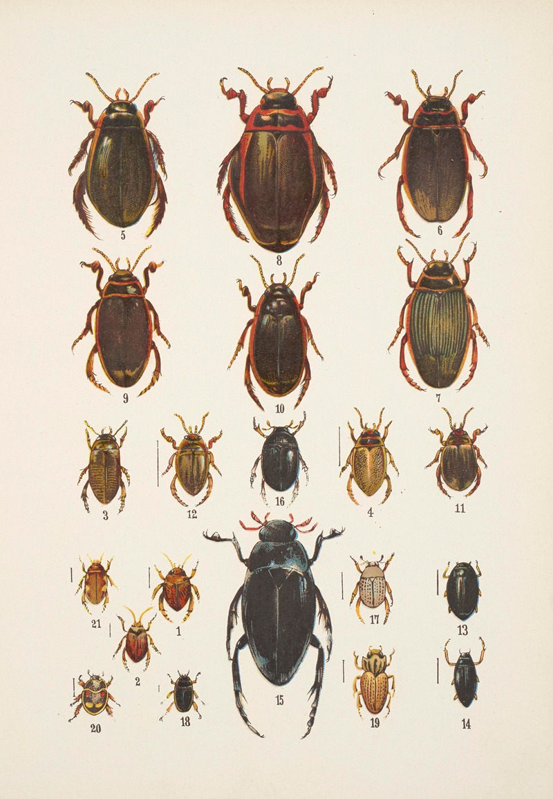 Chrząszcze (Beetles) Pl.04 by Kazimierz Kulwieć, 1926 — digital art print download