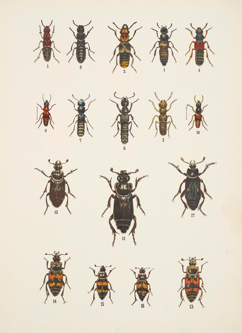 Chrząszcze (Beetles) Pl.05 by Kazimierz Kulwieć, 1926 — digital art print download