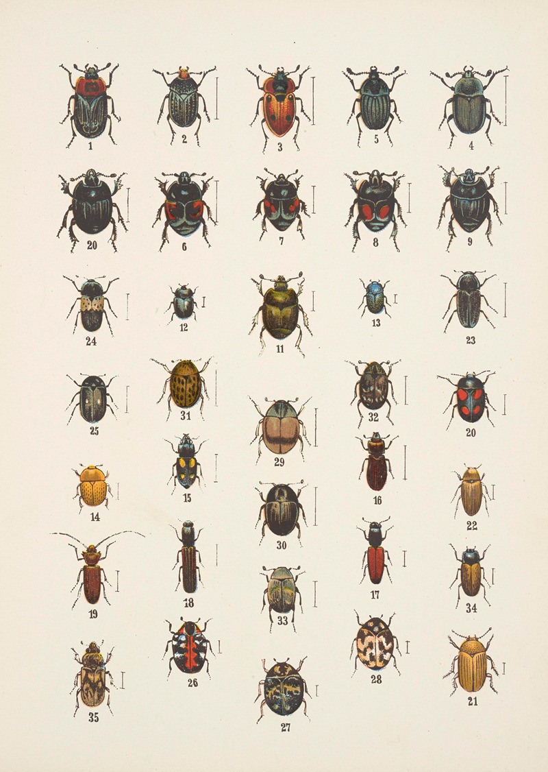 Chrząszcze (Beetles) Pl.06 by Kazimierz Kulwieć, 1926 — digital art print download