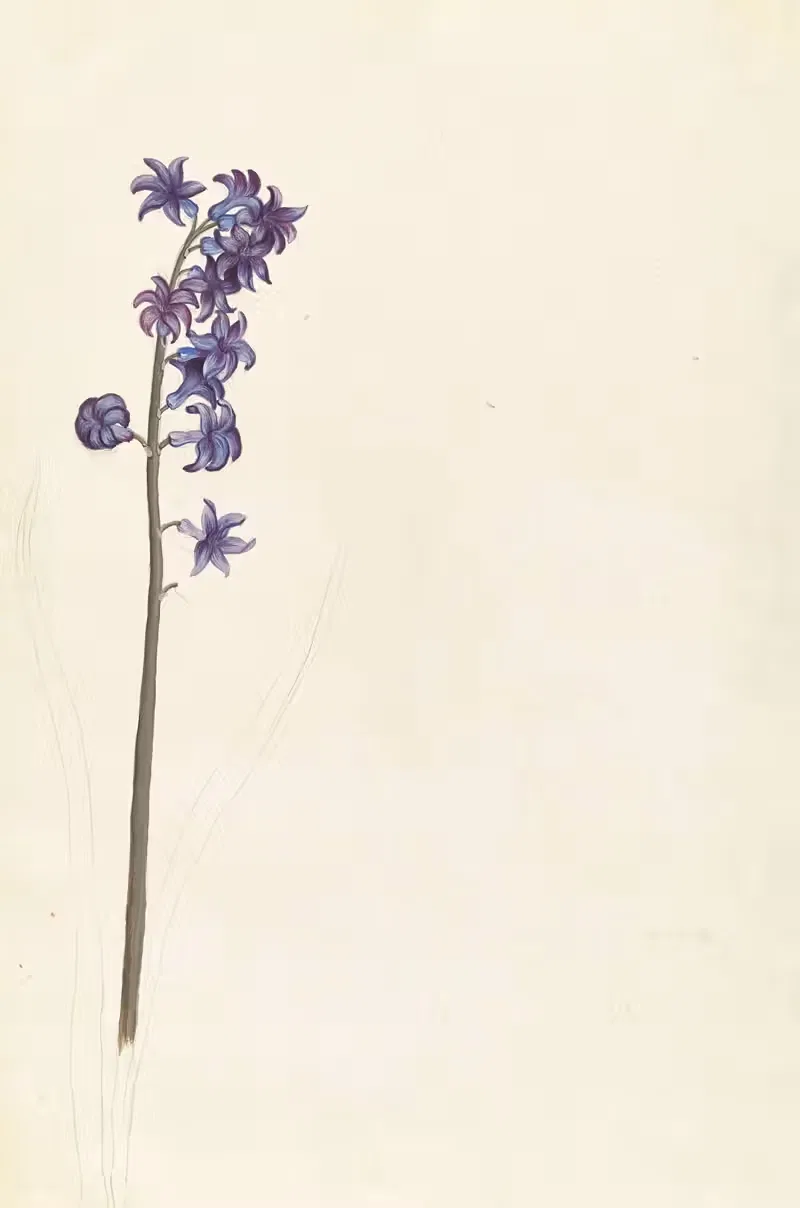 Plantes etrang par Aubriet Pl.070 — Claude Aubriet