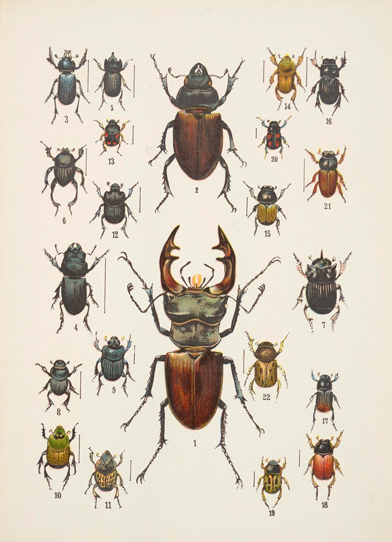 Chrząszcze (Beetles) Pl.07 by Kazimierz Kulwieć, 1926 — digital art print download
