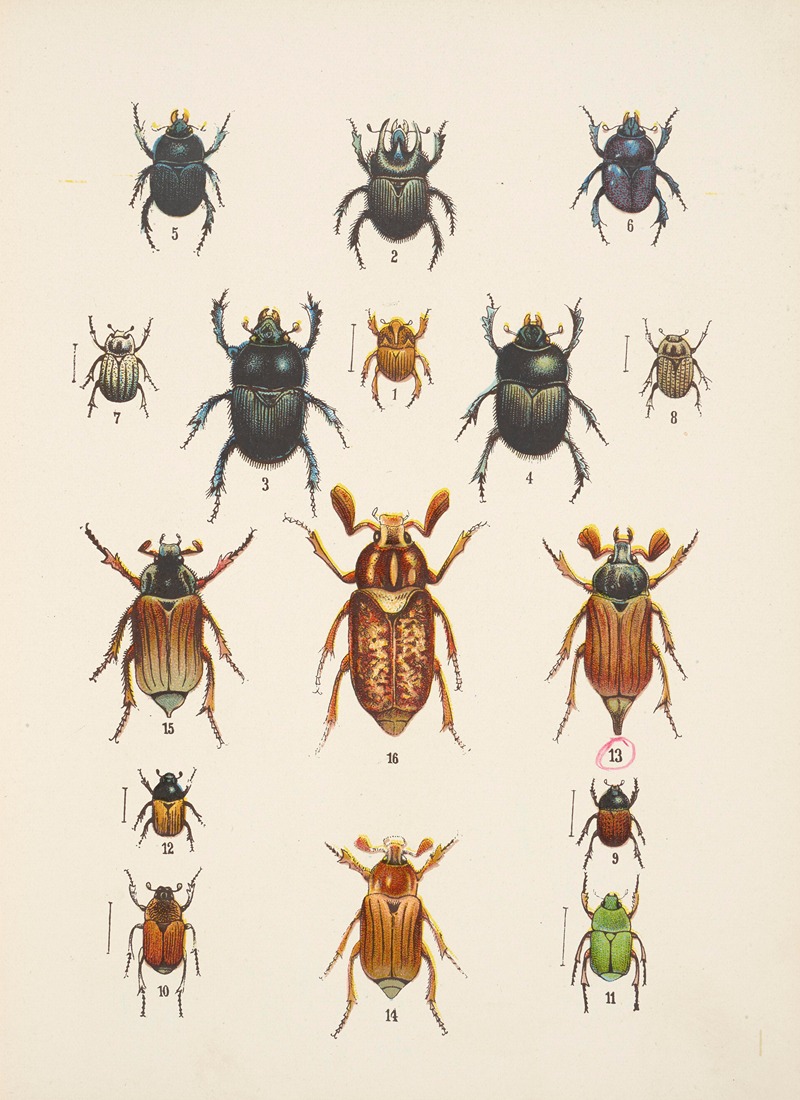 Chrząszcze (Beetles) Pl.08 by Kazimierz Kulwieć, 1926 — digital art print download