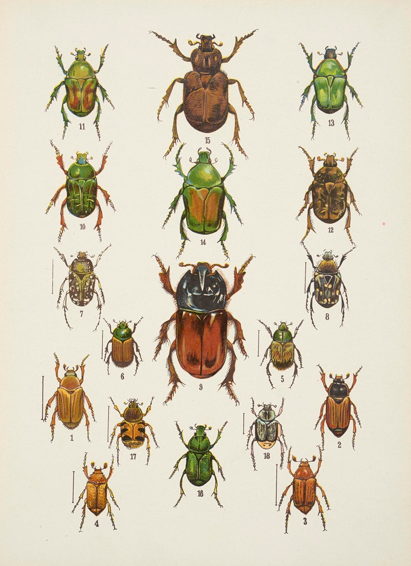 Chrząszcze (Beetles) Pl.09 by Kazimierz Kulwieć, 1926 — digital art print download