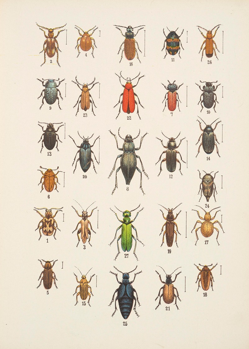 Chrząszcze (Beetles) Pl.12 by Kazimierz Kulwieć, 1926 — digital art print download