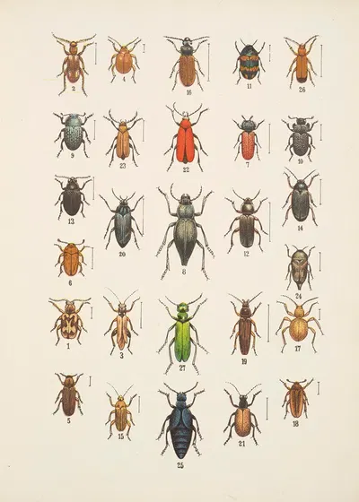 Chrząszcze (Beetles) Pl.12 by Kazimierz Kulwieć, 1926 — digital art print download