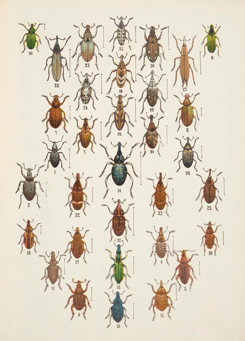 Chrząszcze (Beetles) Pl.13 by Kazimierz Kulwieć, 1926 — digital art print download