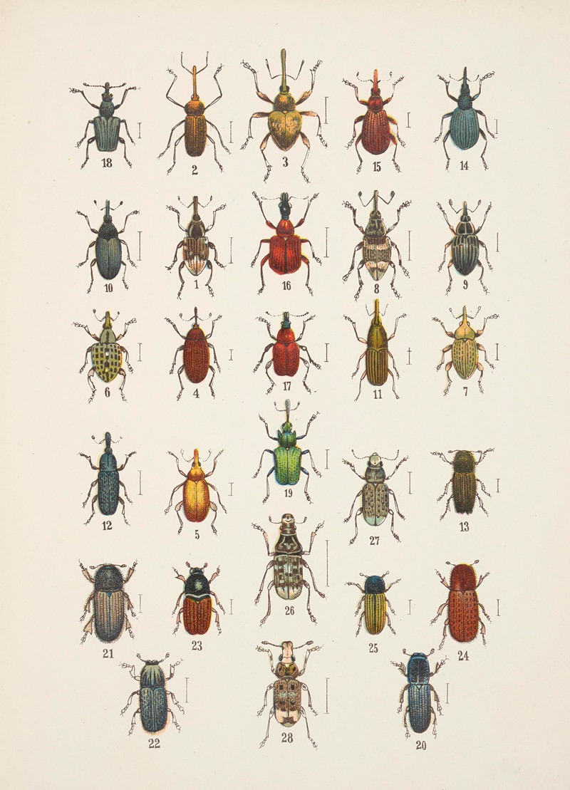 Chrząszcze (Beetles) Pl.14 by Kazimierz Kulwieć, 1926 — digital art print download