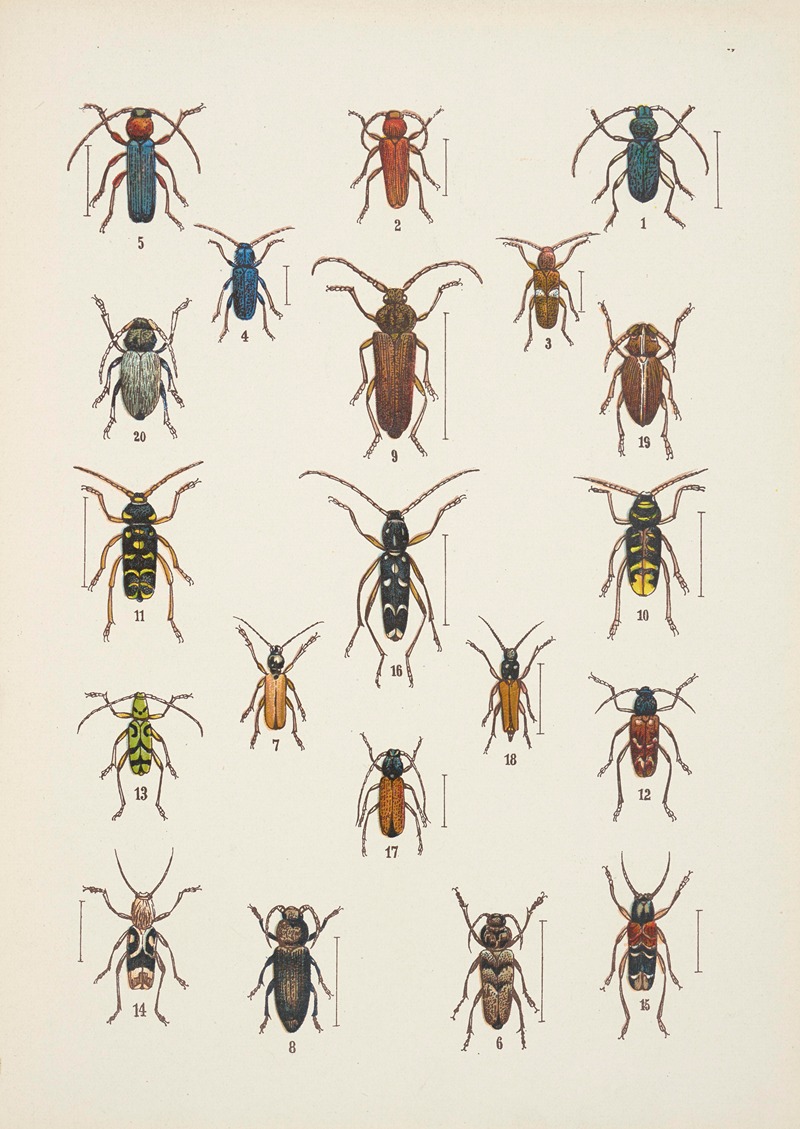 Chrząszcze (Beetles) Pl.16 by Kazimierz Kulwieć, 1926 — digital art print download