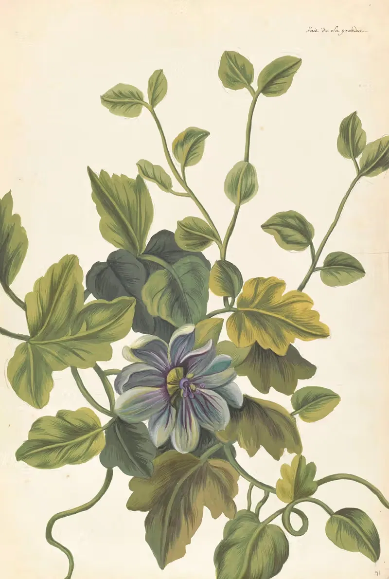 Plantes etrang par Aubriet Pl.071 — Claude Aubriet